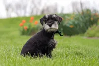 James, a male Miniature Schnauzer for sale in Fresno, OH – 2 of 10