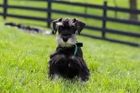 James, a male Miniature Schnauzer for sale in Fresno, OH – 3 of 10