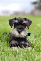 James, a male Miniature Schnauzer for sale in Fresno, OH – 6 of 10