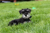 James, a male Miniature Schnauzer for sale in Fresno, OH – 7 of 10