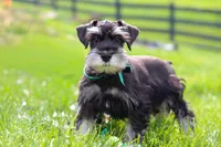 James, a male Miniature Schnauzer for sale in Fresno, OH – 4 of 10