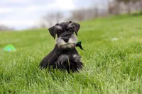 James, a male Miniature Schnauzer for sale in Fresno, OH – 10 of 10