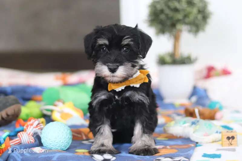 James – Miniature Schnauzer puppy for sale in Fresno, OH