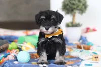 James, a male Miniature Schnauzer for sale in Fresno, OH – Photo 1 of 5