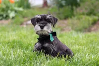 James, a male Miniature Schnauzer for sale in Fresno, OH – 5 of 10