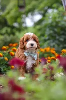 Lane, a male Cavapoo for sale in Fresno, OH – 6 of 10