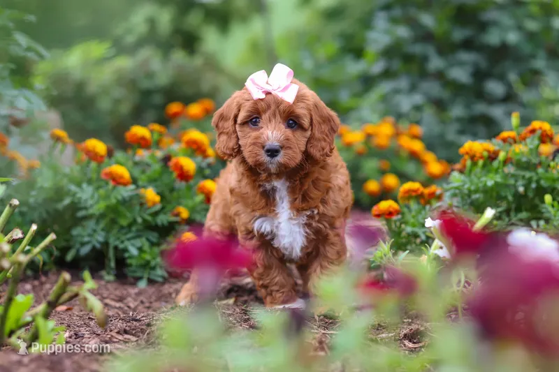 Dixie – Cavapoo puppy for sale in Fresno, OH