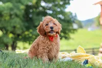 Nash, a male Cavapoo for sale in Fresno, OH – 5 of 6