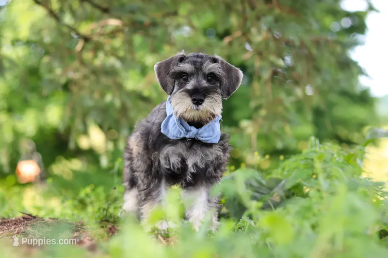 Charlie – Miniature Schnauzer puppy on hold in Fresno, OH