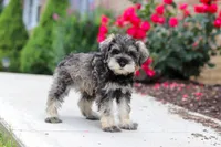 Charlie, a male Miniature Schnauzer for sale in Fresno, OH – 2 of 10