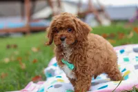 Charlie, a male Cavapoo for sale in Fresno, OH – Photo 6 of 7