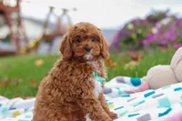 Charlie, a male Cavapoo for sale in Fresno, OH – Photo 4 of 7