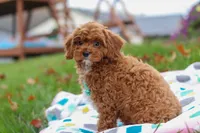 Charlie, a male Cavapoo for sale in Fresno, OH – Photo 7 of 7