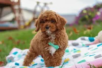 Charlie, a male Cavapoo for sale in Fresno, OH – Photo 5 of 7