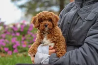 Charlie, a male Cavapoo for sale in Fresno, OH – Photo 3 of 7