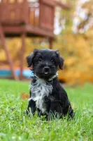 Jude, a male Miniature Schnauzer for sale in Fresno, OH – 6 of 7
