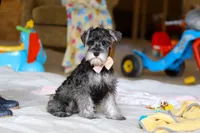 Charity, a female Miniature Schnauzer for sale in Fresno, OH – Photo 5 of 7