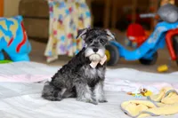 Charity, a female Miniature Schnauzer for sale in Fresno, OH – Photo 4 of 7