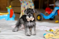 Charity, a female Miniature Schnauzer for sale in Fresno, OH – Photo 3 of 7