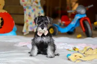 Charity, a female Miniature Schnauzer for sale in Fresno, OH – Photo 1 of 7
