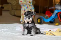 Charity, a female Miniature Schnauzer for sale in Fresno, OH – Photo 2 of 7