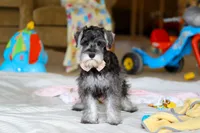 Charity, a female Miniature Schnauzer for sale in Fresno, OH – Photo 7 of 7