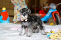 Charity, a female Miniature Schnauzer for sale in Fresno, OH – Photo 6 of 7