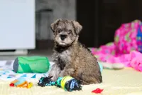 Josie, a female Miniature Schnauzer for sale in Fresno, OH – 9 of 10