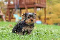 Jasper, a male Yorkshire Terrier for sale in Fresno, OH – 3 of 9