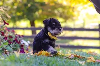Callie, a female Miniature Schnauzer for sale in Fresno, OH – 8 of 10