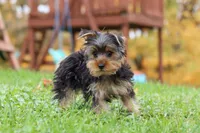 Jasper, a male Yorkshire Terrier for sale in Fresno, OH – 8 of 9