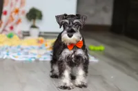 James, a male Miniature Schnauzer for sale in Fresno, OH – 3 of 10