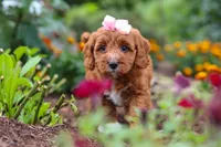 Dixie, a female Cavapoo for sale in Fresno, OH – 4 of 10
