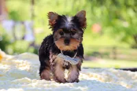 Bolt, a male Yorkshire Terrier for sale in Fresno, OH – 9 of 10