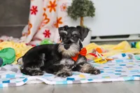 James, a male Miniature Schnauzer for sale in Fresno, OH – 6 of 10