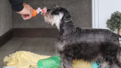 Layla, a female Miniature Schnauzer for sale in Fresno, OH – 6 of 6
