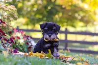 Trevor, a male Miniature Schnauzer for sale in Fresno, OH – 1 of 6