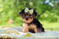 Miley, a female Yorkshire Terrier for sale in Fresno, OH – 2 of 10