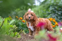 Dixie, a female Cavapoo for sale in Fresno, OH – 9 of 10