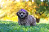 Posie, a female Yorkipoo for sale in Fresno, OH – 5 of 6