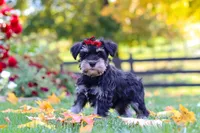 Eva, a female Miniature Schnauzer for sale in Fresno, OH – 6 of 9