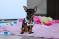 Macy, a female Yorkshire Terrier for sale in Fresno, OH – Photo 1 of 5