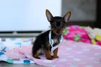 Macy, a female Yorkshire Terrier for sale in Fresno, OH – Photo 4 of 5