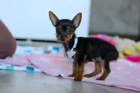 Macy, a female Yorkshire Terrier for sale in Fresno, OH – Photo 2 of 5