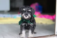 Percy, a male Miniature Schnauzer for sale in Fresno, OH – 7 of 10