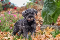 Theo, a male Miniature Schnauzer for sale in Fresno, OH – 5 of 8