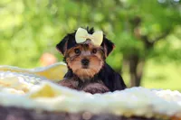 Miley, a female Yorkshire Terrier for sale in Fresno, OH – 6 of 10