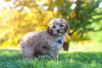 Asher, a male Yorkipoo for sale in Fresno, OH – 4 of 7