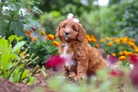 Dixie, a female Cavapoo for sale in Fresno, OH – 8 of 10