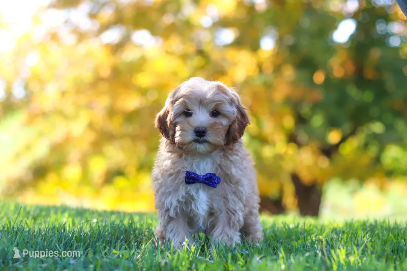 Asher – Yorkipoo puppy for sale in Fresno, OH
